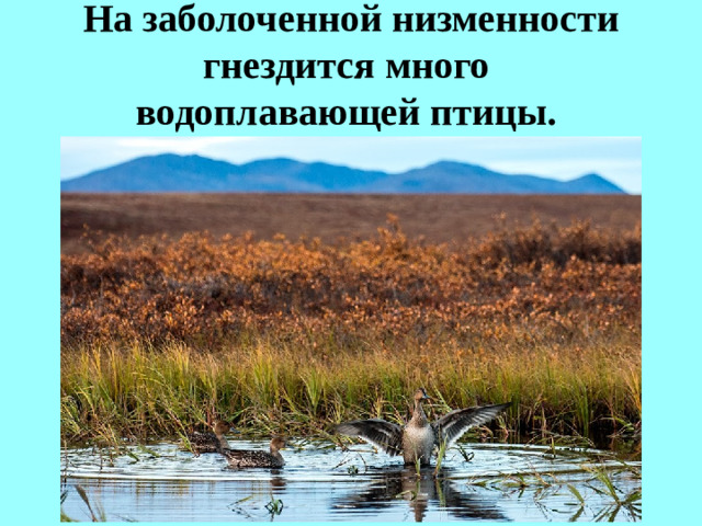 На заболоченной низменности гнездится много  водоплавающей птицы.