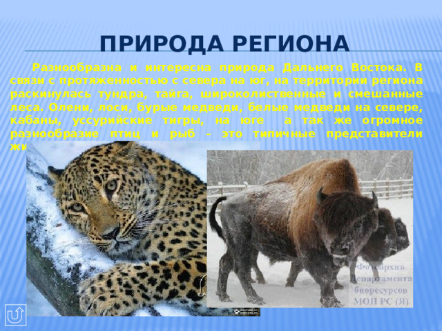 Природа региона  Разнообразна и интересна природа Дальнего Востока. В связи с протяженностью с севера на юг, на территории региона раскинулась тундра, тайга, широколиственные и смешанные леса. Олени, лоси, бурые медведи, белые медведи на севере, кабаны, уссурийские тигры, на юге а так же огромное разнообразие птиц и рыб – это типичные представители животного мира Дальнего Востока.