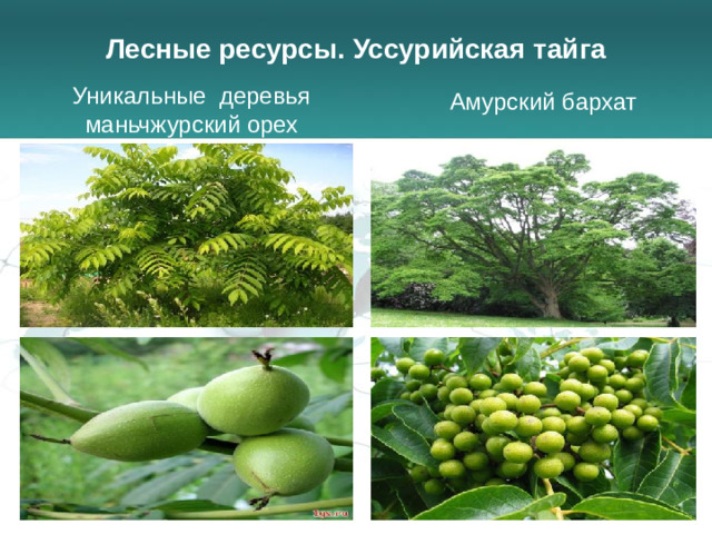 Лесные ресурсы. Уссурийская тайга Уникальные деревья маньчжурский орех Амурский бархат