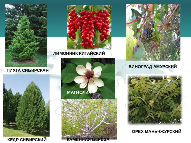 ЛИМОННИК КИТАЙСКИЙ ВИНОГРАД АМУРСКИЙ ПИХТА СИБИРСКАЯ МАГНОЛИЯ  ОРЕХ МАНЬЧЖУРСКИЙ КАМЕННАЯ  БЕРЁЗА КЕДР СИБИРСКИЙ