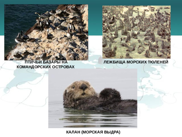 ПТИЧЬИ БАЗАРЫ НА КОМАНДОРСКИХ ОСТРОВАХ ЛЕЖБИЩА МОРСКИХ ТЮЛЕНЕЙ КАЛАН (МОРСКАЯ ВЫДРА)