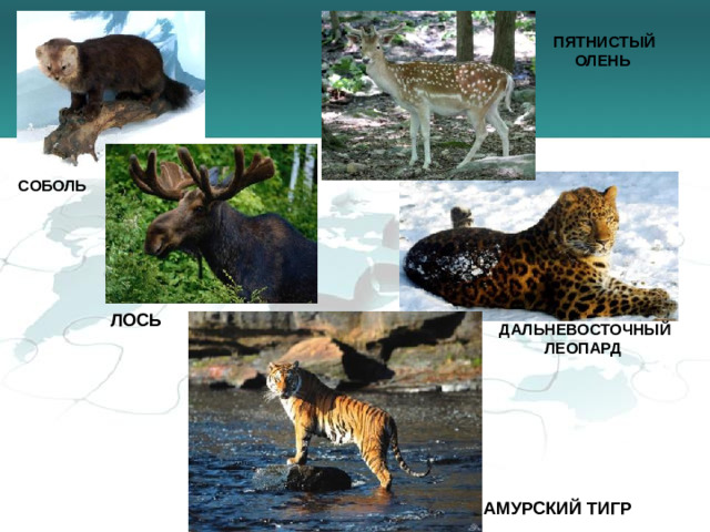 ПЯТНИСТЫЙ ОЛЕНЬ СОБОЛЬ ЛОСЬ ДАЛЬНЕВОСТОЧНЫЙ ЛЕОПАРД АМУРСКИЙ ТИГР