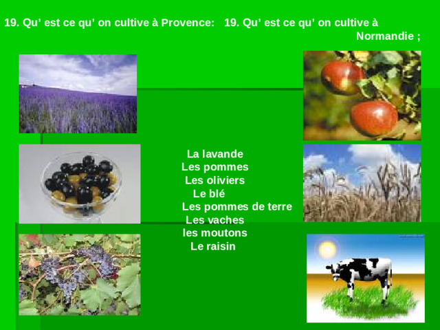 19. Qu’ est ce qu’ on cultive à Provence:  19. Qu’ est ce qu’ on cultive à          Normandie ; La lavande Les pommes Les oliviers  Le blé    Les pommes de terre Les vaches les moutons Le raisin