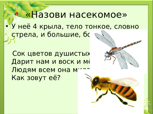 «Назови насекомое» У неё 4 крыла, тело тонкое, словно стрела, и большие, большие глаза.  Сок цветов душистых пьёт,  Дарит нам и воск и мёд,  Людям всем она мила.  Как зовут её?