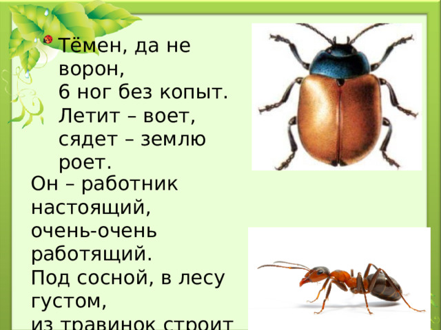 Тёмен, да не ворон,  6 ног без копыт.  Летит – воет,  сядет – землю роет. Он – работник настоящий,  очень-очень работящий.  Под сосной, в лесу густом,  из травинок строит дом.