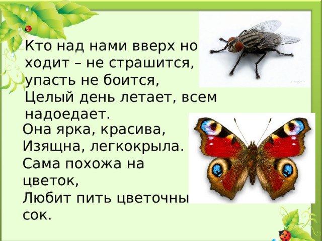 Кто над нами вверх ногами  ходит – не страшится,  упасть не боится,  Целый день летает, всем надоедает. Она ярка, красива,  Изящна, легкокрыла.  Сама похожа на цветок,  Любит пить цветочный сок.