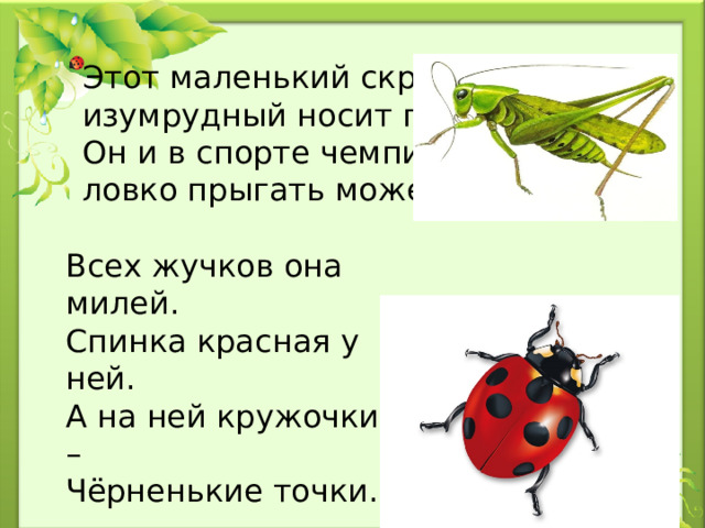 Этот маленький скрипач  изумрудный носит плащ.  Он и в спорте чемпион,  ловко прыгать может он. Всех жучков она милей.  Спинка красная у ней.  А на ней кружочки –  Чёрненькие точки.