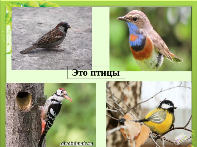 Это птицы
