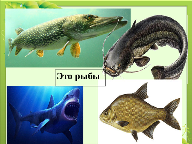 Это рыбы