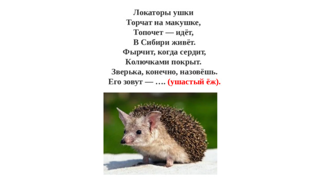 Локаторы ушки  Торчат на макушке,  Топочет — идёт,  В Сибири живёт.  Фырчит, когда сердит,  Колючками покрыт.  Зверька, конечно, назовёшь.  Его зовут — …. (ушастый ёж). 