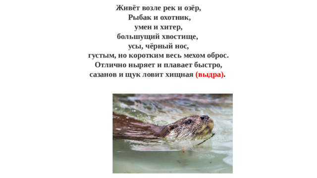 Живёт возле рек и озёр,  Рыбак и охотник,  умен и хитер,  большущий хвостище,  усы, чёрный нос,  густым, но коротким весь мехом оброс.  Отлично ныряет и плавает быстро,  сазанов и щук ловит хищная (выдра) .  