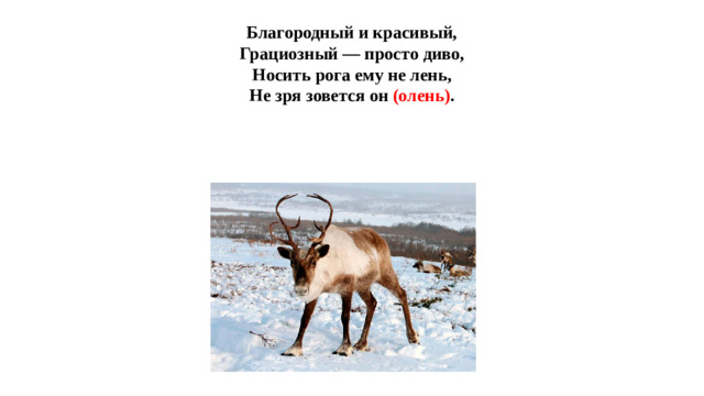 Благородный и красивый,  Грациозный — просто диво,  Носить рога ему не лень,  Не зря зовется он (олень) .