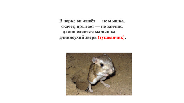 В норке он живёт — не мышка,  скачет, прыгает — не зайчик,  длиннохвостая малышка —   длинноухий зверь (тушканчик) .