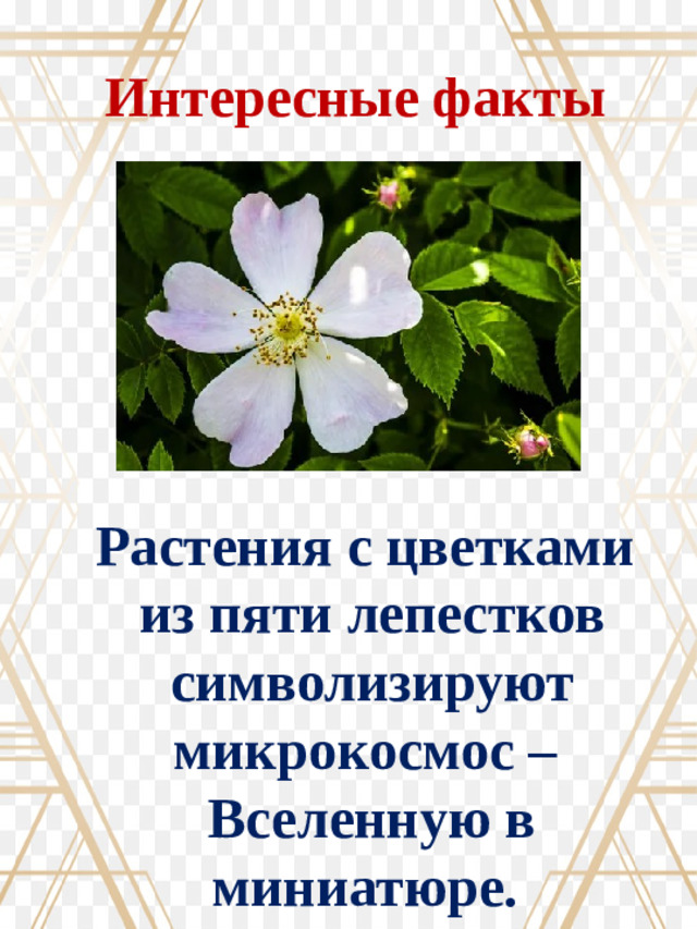 Интересные факты Растения с цветками из пяти лепестков символизируют микрокосмос – Вселенную в миниатюре.