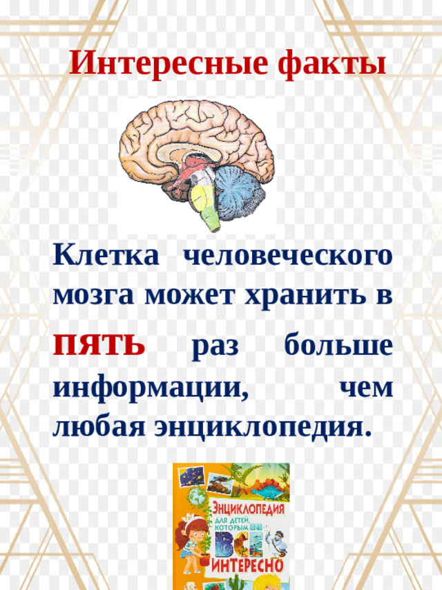Интересные факты Клетка человеческого мозга может хранить в пять раз больше информации, чем любая энциклопедия.