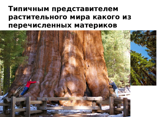 Типичным представителем растительного мира какого из перечисленных материков является секвойя? Австралия   2) Южная Америка   3) Северная Америка   4) Африка