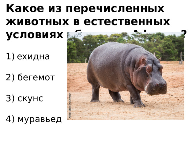 Какое из перечисленных животных в естественных условиях обитает в Африке? ехидна   2) бегемот   3) скунс   4) муравьед