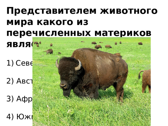Представителем животного мира какого из перечисленных материков является бизон? Северная Америка   2) Австралия   3) Африка   4) Южная Америка