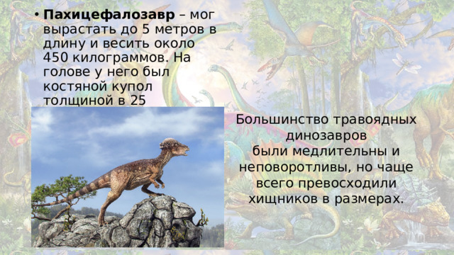 Пахицефалозавр – мог вырастать до 5 метров в длину и весить около 450 килограммов. На голове у него был костяной купол толщиной в 25 сантиметров.
