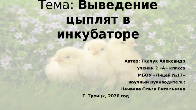 Тема: Выведение цыплят в инкубаторе Автор: Ткачук Александр ученик 2 «А» класса МБОУ «Лицей №17» научный руководитель: Нечаева Ольга Витальевна Г. Троицк, 2026 год