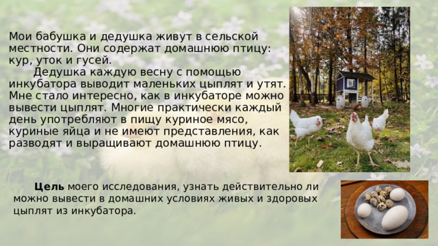 Мои бабушка и дедушка живут в сельской местности. Они содержат домашнюю птицу: кур, уток и гусей.  Дедушка каждую весну с помощью инкубатора выводит маленьких цыплят и утят. Мне стало интересно, как в инкубаторе можно вывести цыплят. Многие практически каждый день употребляют в пищу куриное мясо, куриные яйца и не имеют представления, как разводят и выращивают домашнюю птицу.    Цель моего исследования, узнать действительно ли можно вывести в домашних условиях живых и здоровых цыплят из инкубатора.