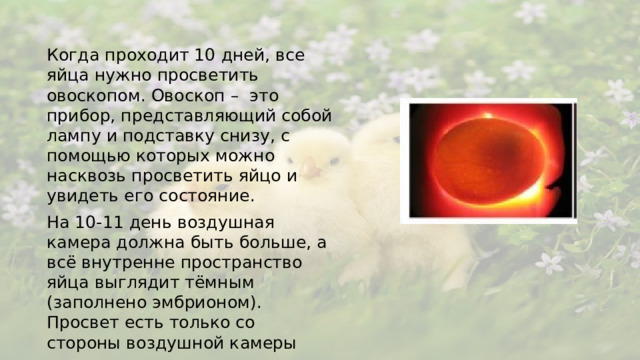 Когда проходит 10 дней, все яйца нужно просветить овоскопом. Овоскоп – это прибор, представляющий собой лампу и подставку снизу, с помощью которых можно насквозь просветить яйцо и увидеть его состояние. На 10-11 день воздушная камера должна быть больше, а всё внутренне пространство яйца выглядит тёмным (заполнено эмбрионом). Просвет есть только со стороны воздушной камеры