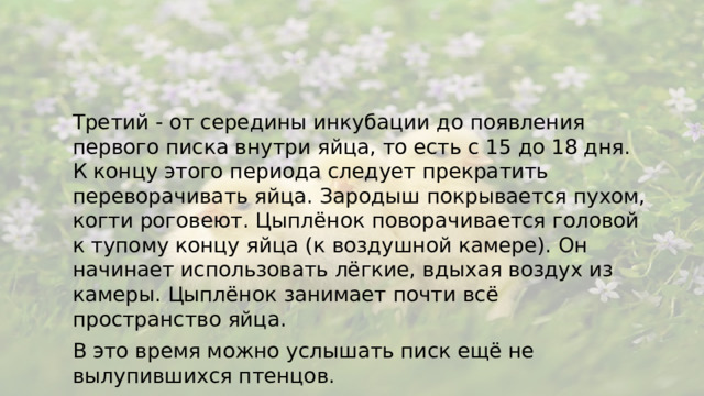 Третий - от середины инкубации до появления первого писка внутри яйца, то есть с 15 до 18 дня. К концу этого периода следует прекратить переворачивать яйца. Зародыш покрывается пухом, когти роговеют. Цыплёнок поворачивается головой к тупому концу яйца (к воздушной камере). Он начинает использовать лёгкие, вдыхая воздух из камеры. Цыплёнок занимает почти всё пространство яйца. В это время можно услышать писк ещё не вылупившихся птенцов.