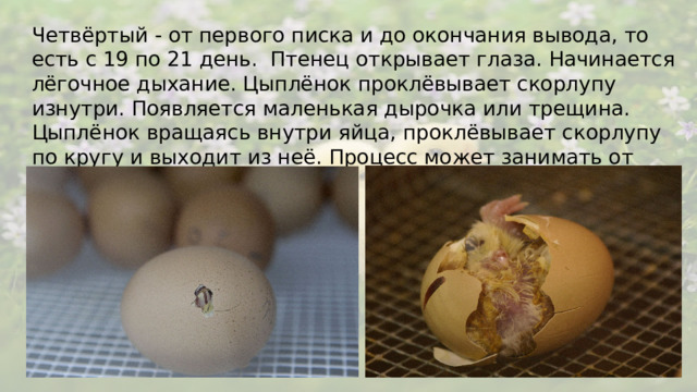 Четвёртый - от первого писка и до окончания вывода, то есть с 19 по 21 день. Птенец открывает глаза. Начинается лёгочное дыхание. Цыплёнок проклёвывает скорлупу изнутри. Появляется маленькая дырочка или трещина. Цыплёнок вращаясь внутри яйца, проклёвывает скорлупу по кругу и выходит из неё. Процесс может занимать от нескольких часов до суток.