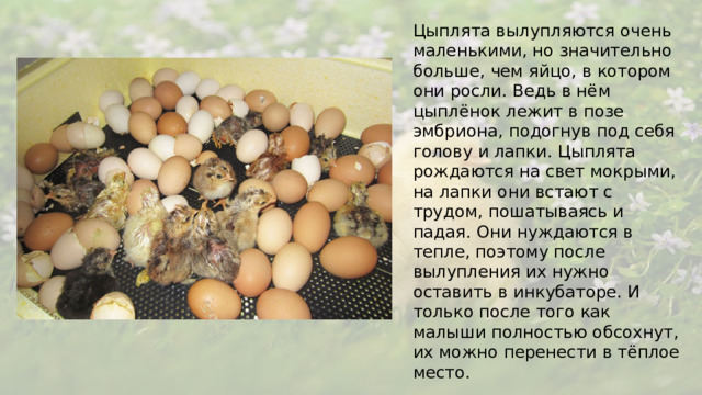 Цыплята вылупляются очень маленькими, но значительно больше, чем яйцо, в котором они росли. Ведь в нём цыплёнок лежит в позе эмбриона, подогнув под себя голову и лапки. Цыплята рождаются на свет мокрыми, на лапки они встают с трудом, пошатываясь и падая. Они нуждаются в тепле, поэтому после вылупления их нужно оставить в инкубаторе. И только после того как малыши полностью обсохнут, их можно перенести в тёплое место.