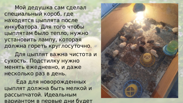 Мой дедушка сам сделал специальный короб, где находятся цыплята после инкубатора. Для того чтобы цыплятам было тепло, нужно установить лампу, которая должна гореть круглосуточно.  Для цыплят важна чистота и сухость. Подстилку нужно менять ежедневно, и даже несколько раз в день.  Еда для новорожденных цыплят должна быть мелкой и рассыпчатой. Идеальным вариантом в первые дни будет варёное яйцо. Его можно размять вилкой или натереть на тёрке.
