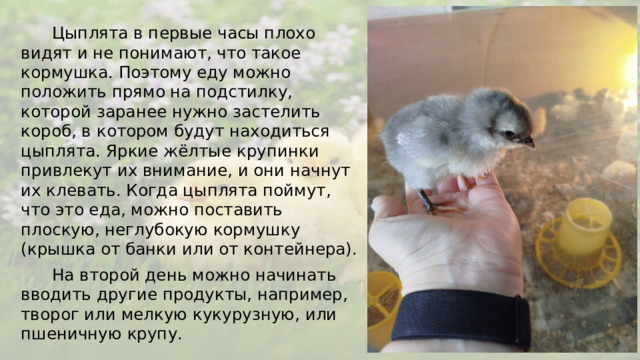 Цыплята в первые часы плохо видят и не понимают, что такое кормушка. Поэтому еду можно положить прямо на подстилку, которой заранее нужно застелить короб, в котором будут находиться цыплята. Яркие жёлтые крупинки привлекут их внимание, и они начнут их клевать. Когда цыплята поймут, что это еда, можно поставить плоскую, неглубокую кормушку (крышка от банки или от контейнера).  На второй день можно начинать вводить другие продукты, например, творог или мелкую кукурузную, или пшеничную крупу.