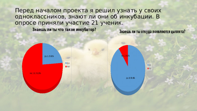 Перед началом проекта я решил узнать у своих одноклассников, знают ли они об инкубации. В опросе приняли участие 21 ученик.