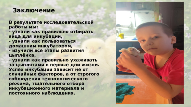 Заключение   В результате исследовательской работы мы:  - узнали как правильно отбирать яйца для инкубации,  - узнали как пользоваться домашним инкубатором,  - изучили все этапы развития цыплёнка,  - узнали как правильно ухаживать за цыплятами в первые дни жизни.  Успех инкубации зависит не от случайных факторов, а от строгого соблюдения технологического режима, тщательного отбора инкубационного материала и постоянного наблюдения.