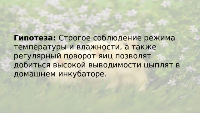 Гипотеза: Строгое соблюдение режима температуры и влажности, а также регулярный поворот яиц позволят добиться высокой выводимости цыплят в домашнем инкубаторе.