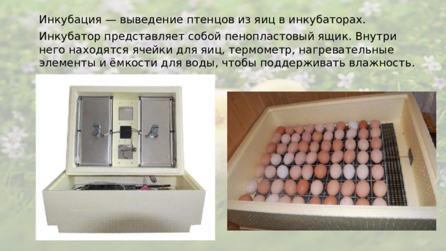 Инкубация — выведение птенцов из яиц в инкубаторах. Инкубатор представляет собой пенопластовый ящик. Внутри него находятся ячейки для яиц, термометр, нагревательные элементы и ёмкости для воды, чтобы поддерживать влажность.