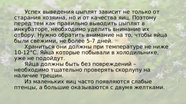 Успех выведения цыплят зависит не только от старания хозяина, но и от качества яиц. Поэтому перед тем как правильно выводить цыплят в инкубаторе, необходимо уделить внимание их отбору. Нужно обратить внимание на то, чтобы яйца были свежими, не более 5-7 дней.  Храниться они должны при температуре не ниже 10-12°C. Яйца которые побывали в холодильнике, уже не подойдут.  Яйца должны быть без повреждений – необходимо тщательно проверять скорлупу на наличие трещин.  Из маленьких яиц часто появляются слабые птенцы, а большие оказываются с двумя желтками.