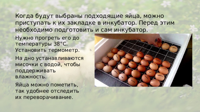 Когда будут выбраны подходящие яйца, можно приступать к их закладке в инкубатор. Перед этим необходимо подготовить и сам инкубатор. Нужно прогреть его до температуры 38°C. Установить термометр. На дно устанавливаются мисочки с водой, чтобы поддерживать влажность. Яйца можно пометить, так удобнее отследить их переворачивание.