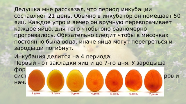 Дедушка мне рассказал, что период инкубации составляет 21 день. Обычно в инкубатор он помещает 50 яиц. Каждое утро и вечер он вручную переворачивает каждое яйцо, для того чтобы оно равномерно прогревалось. Обязательно следит чтобы в мисочках постоянно была вода, иначе яйца могут перегреться и зародыши погибнут. Инкубация делится на 4 периода:  Первый - от закладки яиц и до 7-го дня. У зародыша формируются зачатки всех органов и кровеносная система. Эмбрион вырастает до полутора сантиметров и начинает поглощать кислород из воздуха.