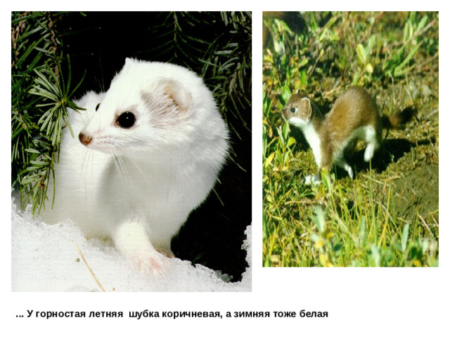 ... У горностая летняя шубка коричневая, а зимняя тоже белая