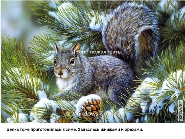 Белка тоже приготовилась к зиме. Запаслась шишками и орехами.