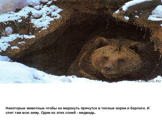 Некоторые животные чтобы не мерзнуть прячутся в теплые норки и берлоги. И спят там всю зиму. Одни из этих соней - медведь.