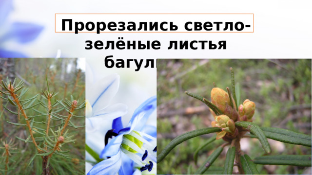 Прорезались светло-зелёные листья багульника