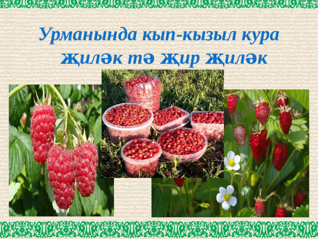 Урманында кып-кызыл кура җиләк тә җир җиләк    .