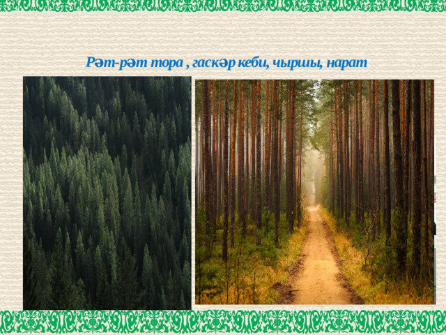 Рәт-рәт тора , гаскәр кеби, чыршы, нарат