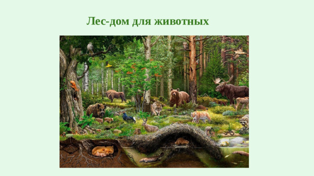 Лес-дом для животных