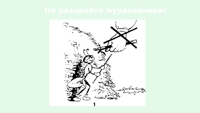 Не разоряйте муравейники!