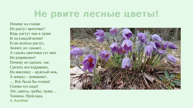Не рвите лесные цветы! Почему на голове  Не растут цветочки?  Ведь растут они в траве  И на каждой кочке!  Если волосы растут,  Значит, их сажают…  А сажать цветочки тут мне  Не разрешают!  Почему не сделать так:  Срезать все кудряшки,  На макушку – красный мак,  А вокруг – ромашки!..  … Вот была бы голова!  Голова что надо!  Лес, цветы, грибы, трава…  Тишина. Прохлада.  А. Ахундова