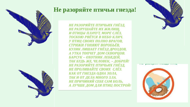 Не разоряйте птичьи гнезда!