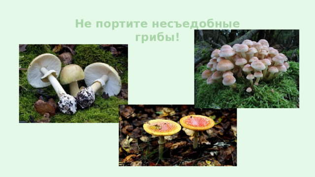 Не портите несъедобные грибы!