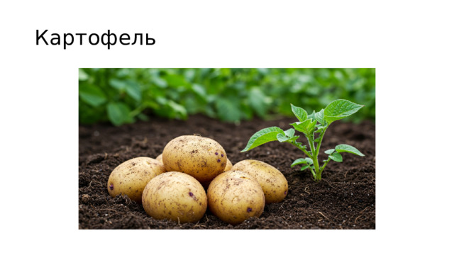 Картофель